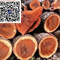 古建筑木材—澳洲铁木 铁力 橡木原木出口批发商